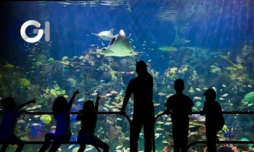 El Aquarium de Veracruz listo para recibir visitantes en estas vacaciones decembrinas