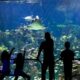 El Aquarium de Veracruz listo para recibir visitantes en estas vacaciones decembrinas
